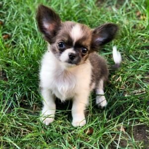 Princess Mia Teacup Chihuahua long hair female puppy standing on green grass
