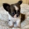 Princess Mia blue white cream Chihuahua puppy 4 weeks old lying on white blanket indoors