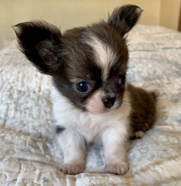 Princess Mia blue white cream Chihuahua puppy 4 weeks old lying on white blanket indoors