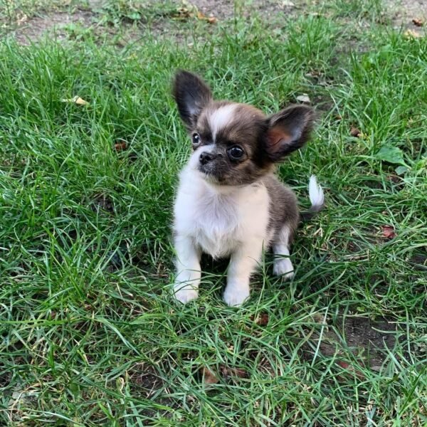 Princess Mia long hair teacup Chihuahua puppy playing on green lawn outdoors