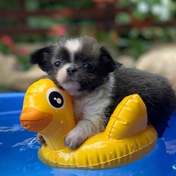 Princess Mia Chihuahua puppy sitting on toy duck in swimming pool at young age