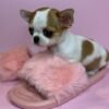 Princess Moana female Teacup Chihuahua on pink slipper at Chihuahua Hub