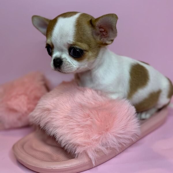 Princess Moana female Teacup Chihuahua on pink slipper at Chihuahua Hub