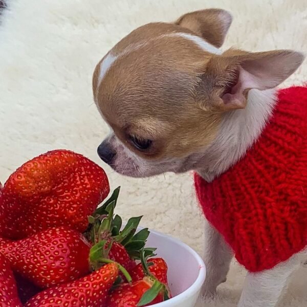 Princess Ruby Standard Chihuahua relaxing beside a bowl of strawberries while wearing a red sweater indoors