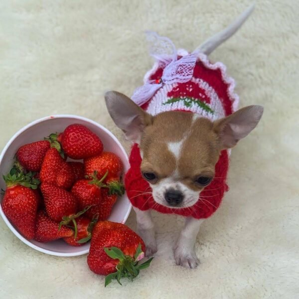 Princess Ruby Standard Chihuahua wearing a cute red sweater sitting beside a bowl of fresh strawberries