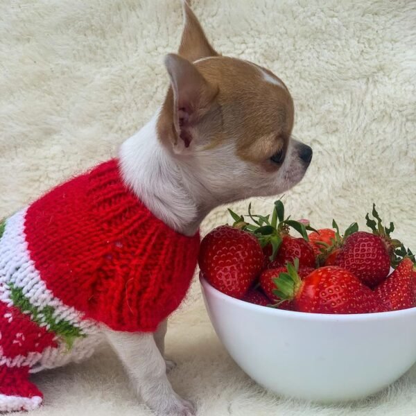Princess Ruby Standard Chihuahua smiling while wearing a red sweater beside fresh strawberries