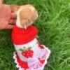 Princess Ruby Standard Chihuahua wearing an adorable red sweater sitting in a beautiful green grass field during an outdoor photoshoot