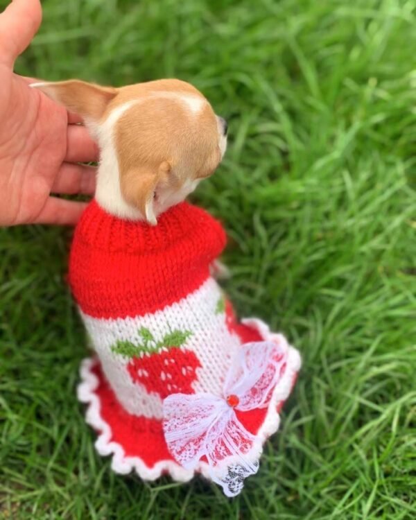 Princess Ruby Standard Chihuahua wearing an adorable red sweater sitting in a beautiful green grass field during an outdoor photoshoot