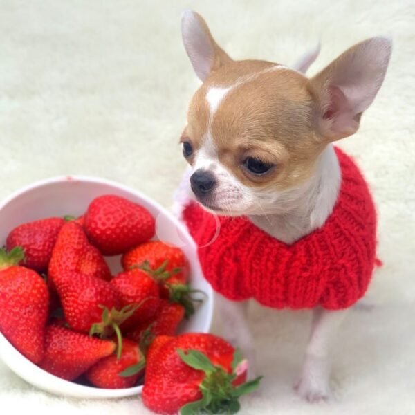Princess Ruby Standard Chihuahua wearing a red sweater beside fresh strawberries