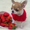 Close-up portrait of Princess Ruby Standard Chihuahua wearing a red sweater beside fresh strawberries