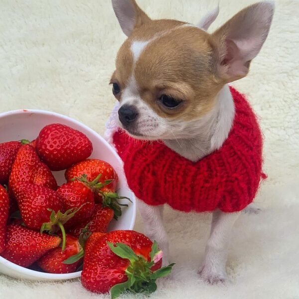 Close-up portrait of Princess Ruby Standard Chihuahua wearing a red sweater beside fresh strawberries