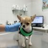 Princess Ruby Standard Chihuahua visiting the veterinarian for a health checkup with a caring veterinary doctor