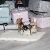 Pablo black and white Teacup Chihuahua puppy posing with siblings on Christmas presents