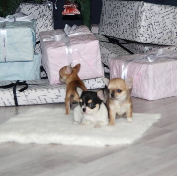 Pablo black and white Teacup Chihuahua puppy posing with siblings on Christmas presents