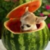 Pretty Penny Teacup Chihuahua posing inside a watermelon with an adorable expression.