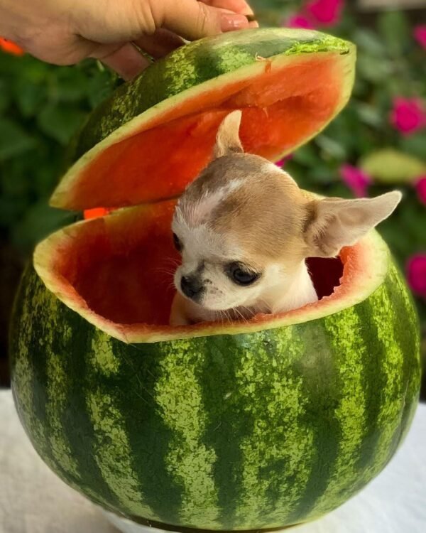 Pretty Penny Teacup Chihuahua posing inside a watermelon with an adorable expression.