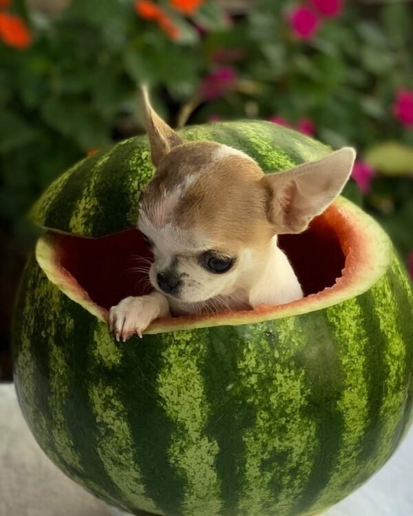 Pretty Penny Teacup Chihuahua sitting inside a carved watermelon during a summer-themed photoshoot.