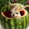 Pretty Penny Teacup Chihuahua relaxing inside a carved watermelon outdoors.