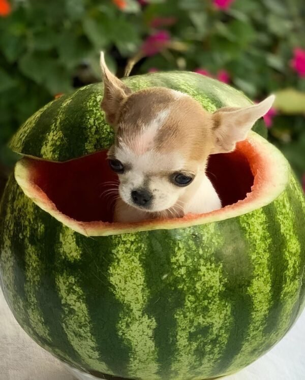 Pretty Penny Teacup Chihuahua relaxing inside a carved watermelon outdoors.