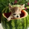 Pretty Penny Teacup Chihuahua enjoying a playful watermelon-themed outdoor photoshoot.