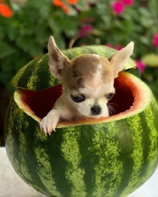 Pretty Penny Teacup Chihuahua enjoying a playful watermelon-themed outdoor photoshoot.