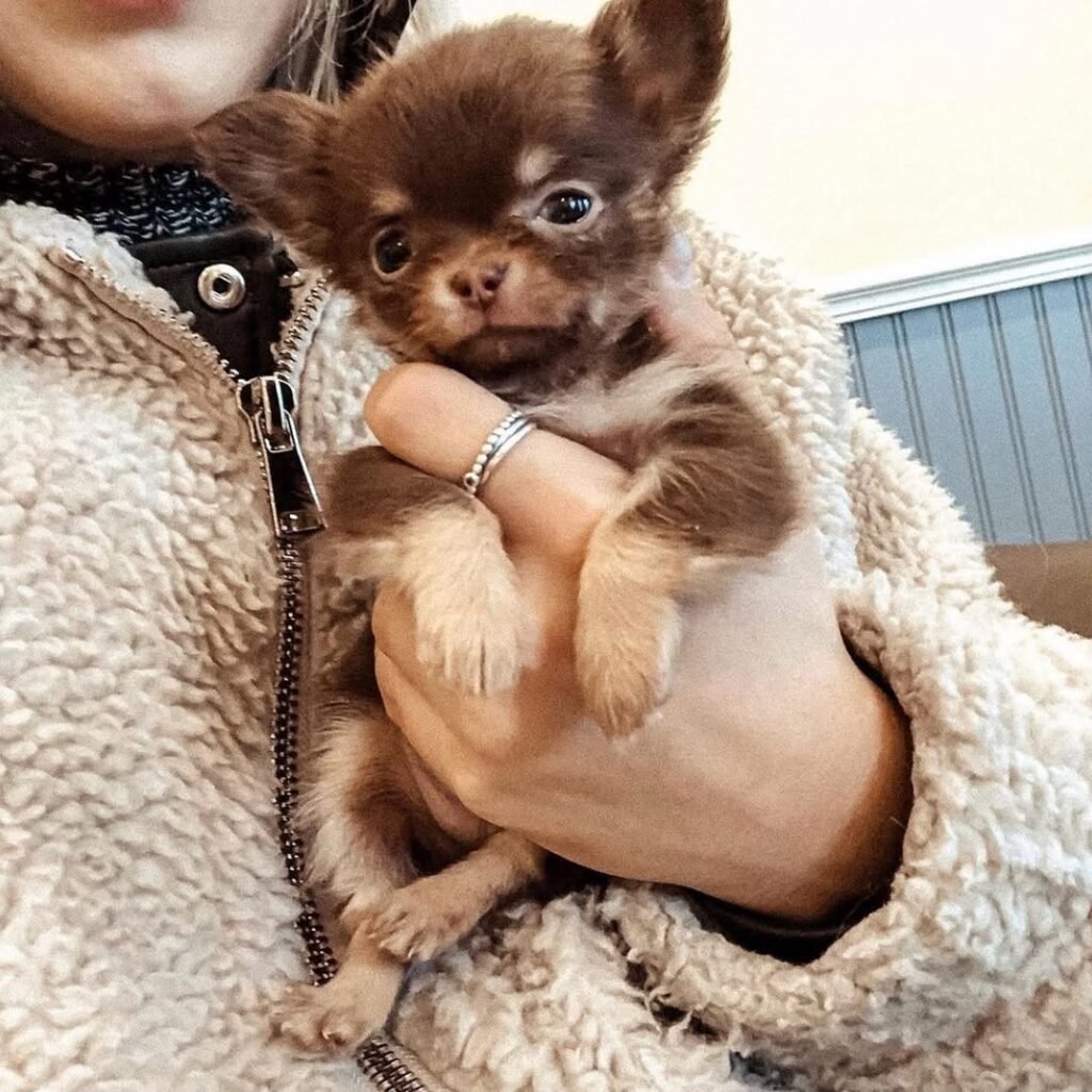 Chihuahua relaxing with owner at home