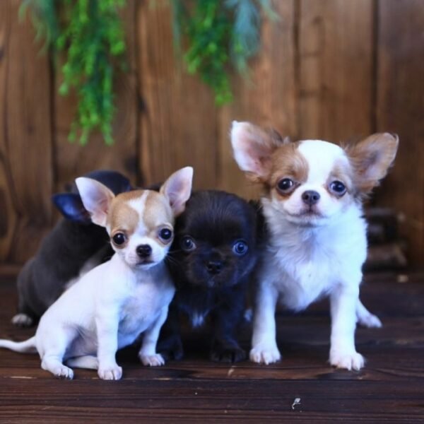 Princess Ruby Standard Chihuahua and her siblings watching the camera together inside a comfortable home