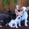 Princess Ruby Standard Chihuahua relaxing indoors with Chihuahua siblings while posing for a photo