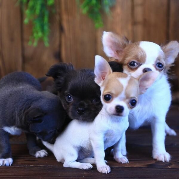 Princess Ruby Standard Chihuahua relaxing indoors with Chihuahua siblings while posing for a photo