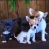 Princess Ruby Standard Chihuahua looking at the camera indoors with her siblings nearby