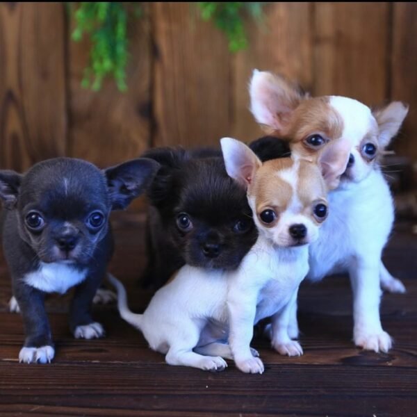 Princess Ruby Standard Chihuahua looking at the camera indoors with her siblings nearby