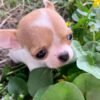 Princess Ruby Standard Chihuahua enjoying the garden with her elegant fawn and white coat surrounded by green plants