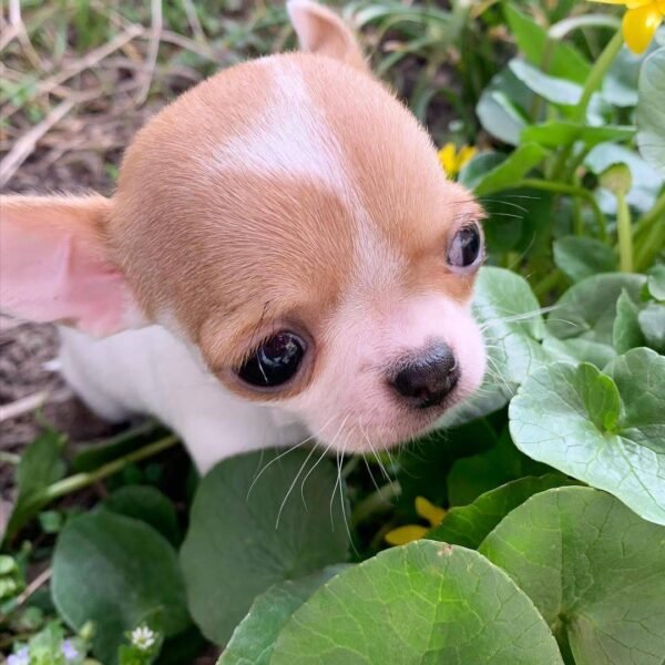 Princess Ruby Standard Chihuahua enjoying the garden with her elegant fawn and white coat surrounded by green plants