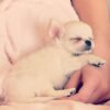 Chloe Standard Long Hair Chihuahua puppy sleeping peacefully