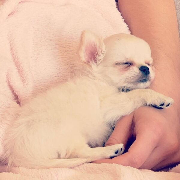 Chloe Standard Long Hair Chihuahua puppy sleeping peacefully