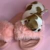 Princess Moana Teacup Chihuahua puppy sitting on pink slipper indoors
