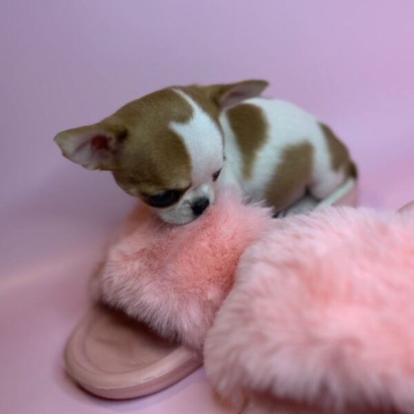 Fawn and white Princess Moana Teacup Chihuahua on pink fluffy slipper