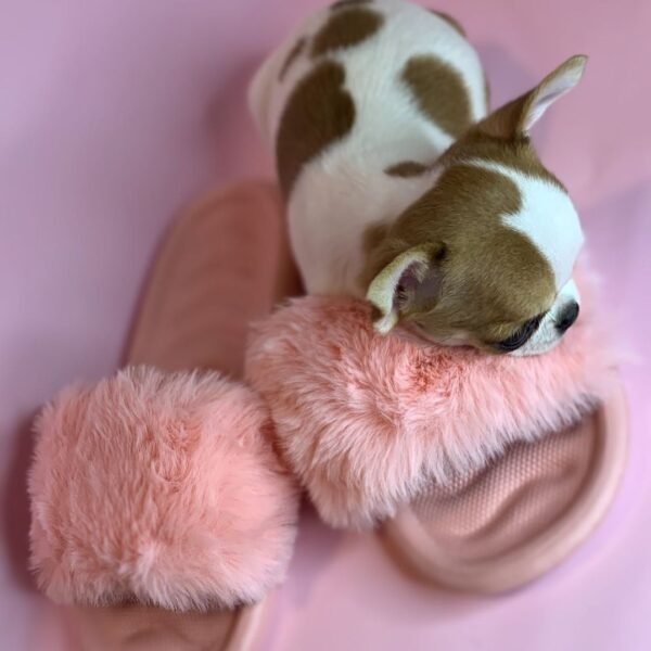 Princess Moana Teacup Chihuahua sitting on a pink fluffy slipper at Chihuahua Hub