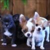 Princess Ruby Standard Chihuahua sitting indoors with her siblings while looking toward the camera in a cozy home