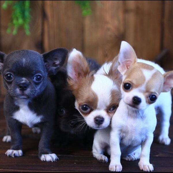 Princess Ruby Standard Chihuahua sitting indoors with her siblings while looking toward the camera in a cozy home