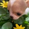 Princess Ruby Standard Chihuahua looking at the camera in a garden with a beautiful fawn and white coat