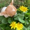 Princess Ruby Standard Chihuahua sitting peacefully in a garden displaying her beautiful fawn and white markings