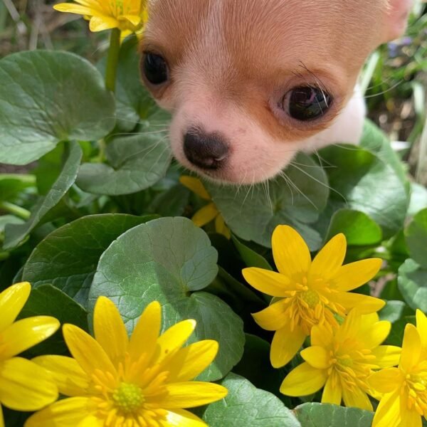 Princess Ruby Standard Chihuahua walking through a colorful garden with her gorgeous fawn and white coat shining in the sunlight