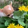 Princess Ruby Standard Chihuahua exploring a beautiful garden while showing her elegant fawn and white coat during an outdoor photoshoot