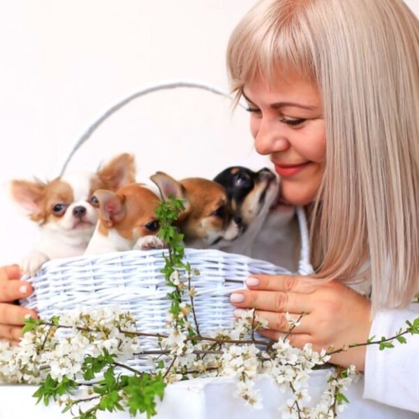 Princess Moana Teacup Chihuahua litter basket on white background with breeder