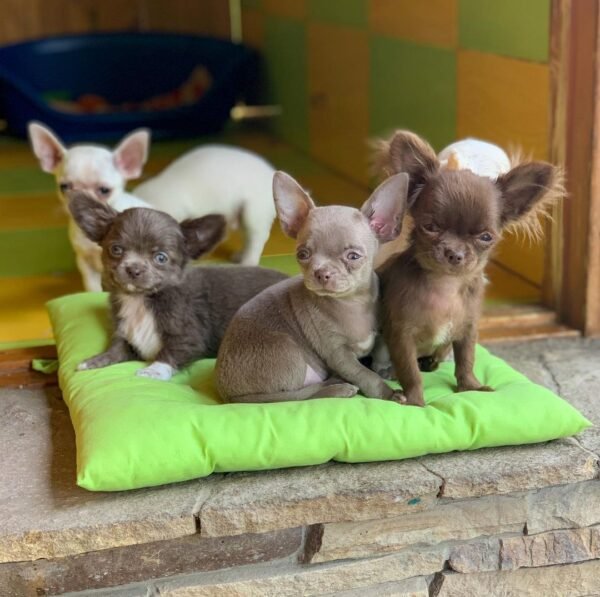 Choco chocolate Chihuahua puppy resting with siblings on soft blanket indoors
