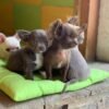 Choco long coat chocolate Chihuahua puppy playing with toys indoors