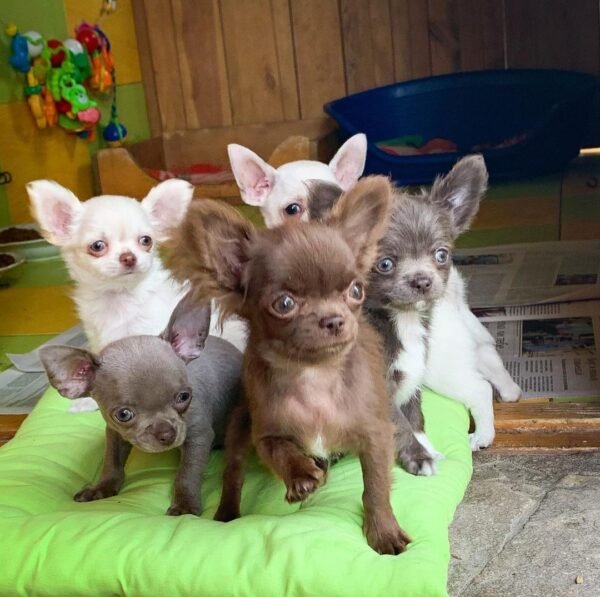 Choco chocolate long coat Chihuahua puppy group photo with siblings outdoors