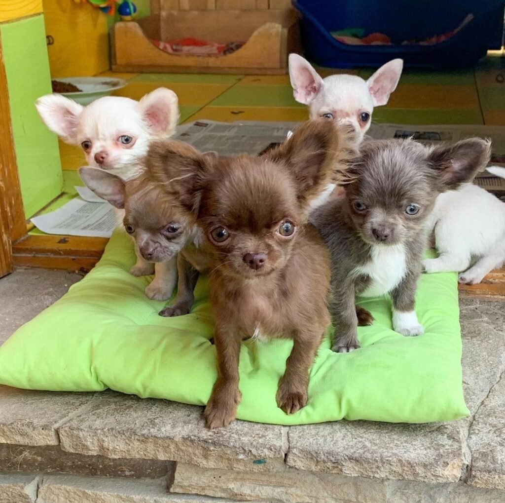 Teacup Chihuahua size comparison with small adult Chihuahuas