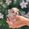 Tiny Maya Teacup Chihuahua resting comfortably in a breeder's hand surrounded by green grass
